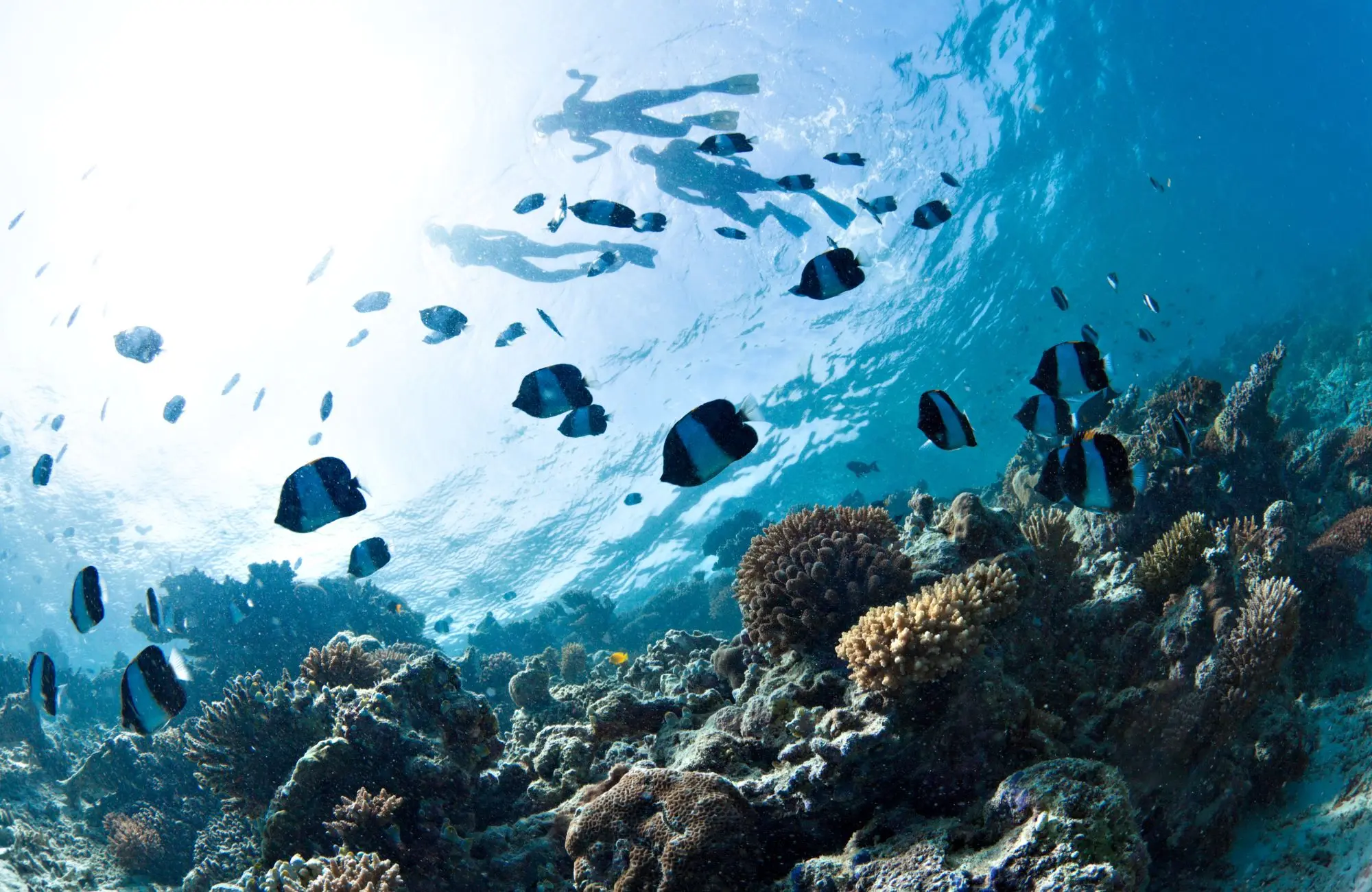 Dive into Paradise: Explore the Best Snorkeling Spots Around Nusa Lembongan & Beyond images
