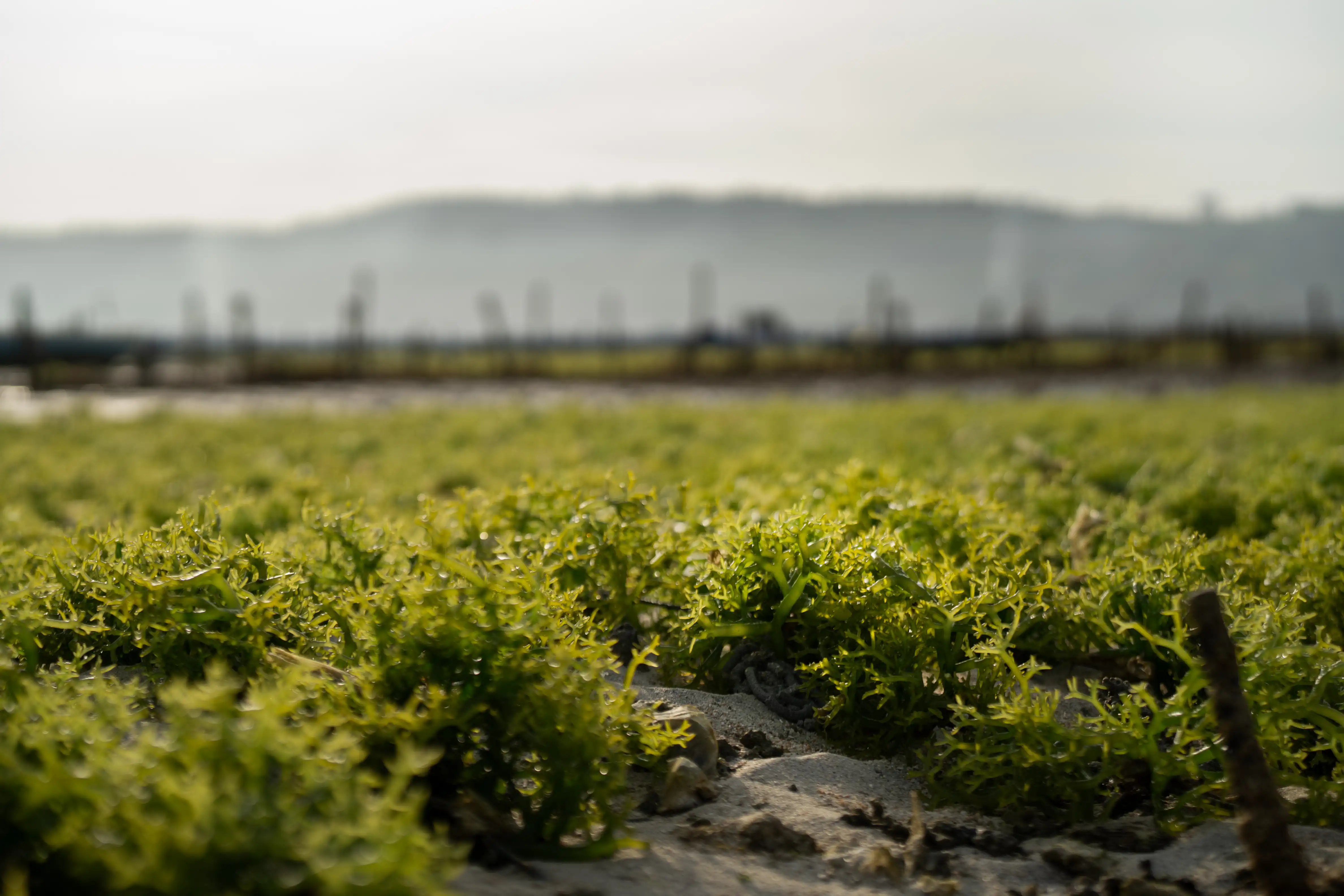 FARMED BY THE SEA at Lembongan Beach Club & Resort