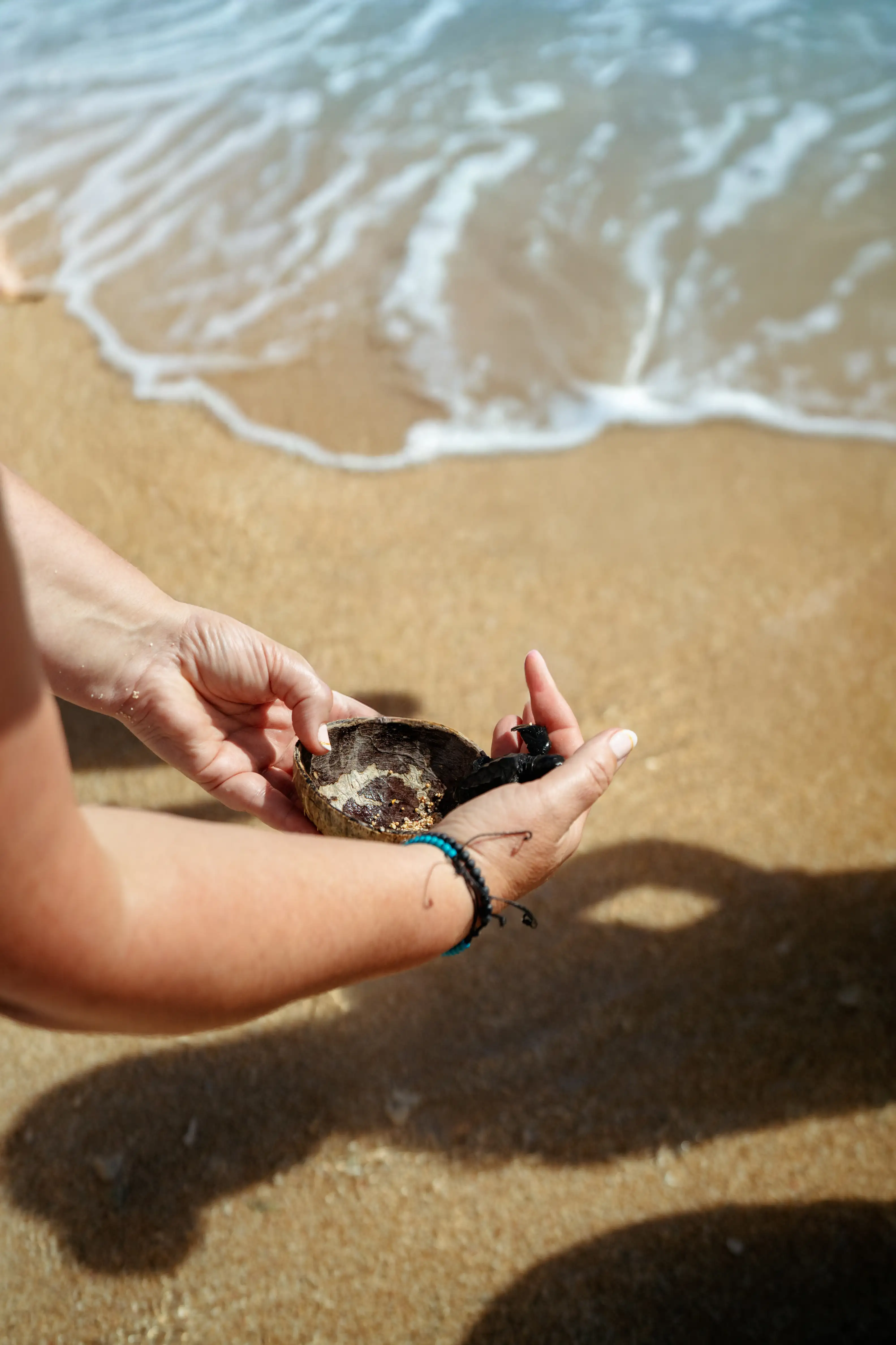 BABY TURTLE RELEASE ACTIVITY at Lembongan Beach Club & Resort