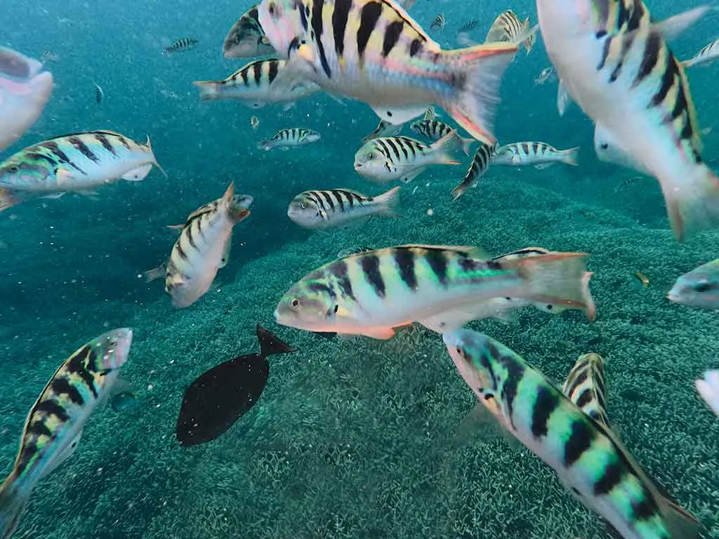 3 Point Snorkeling