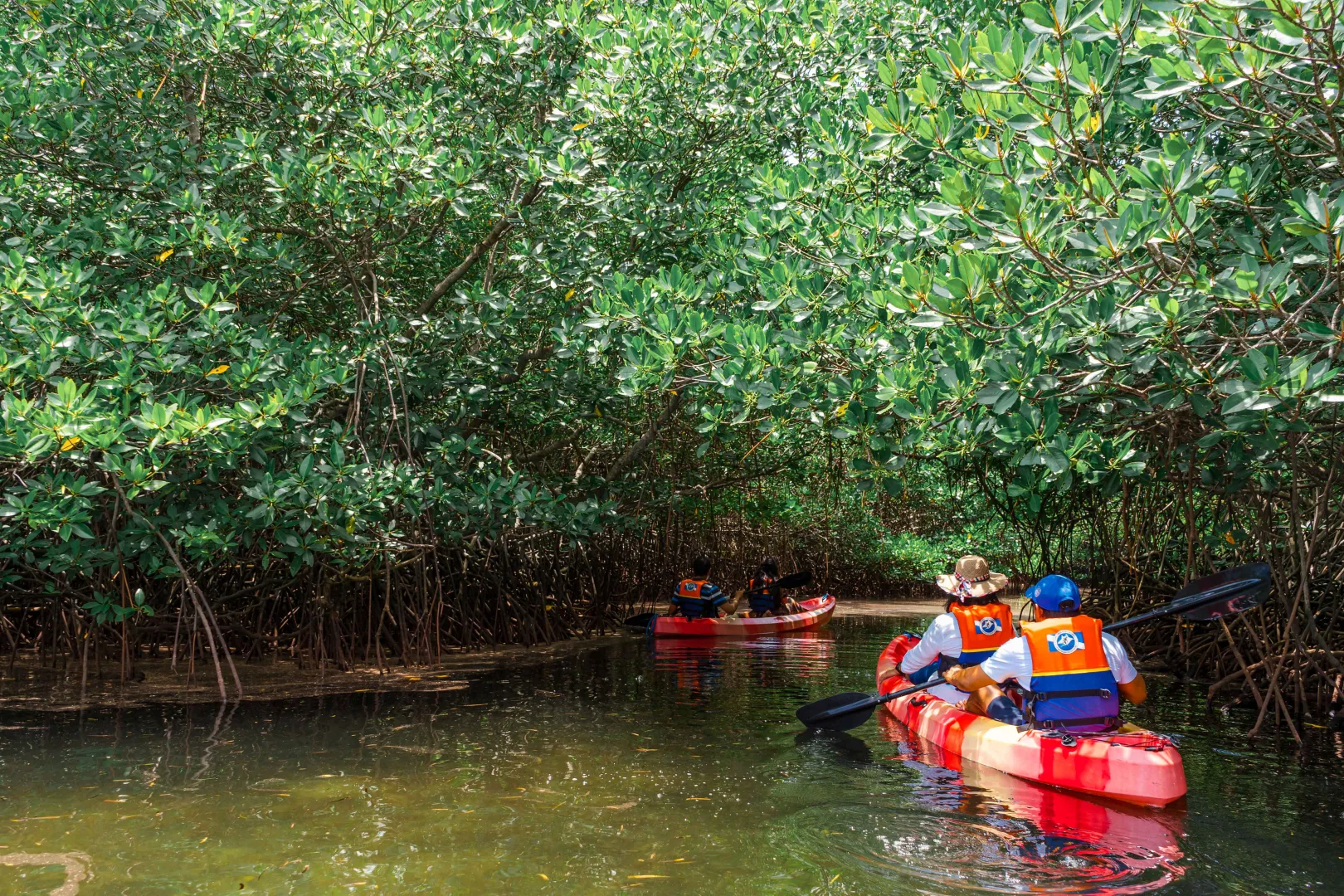 Mangrove Tour